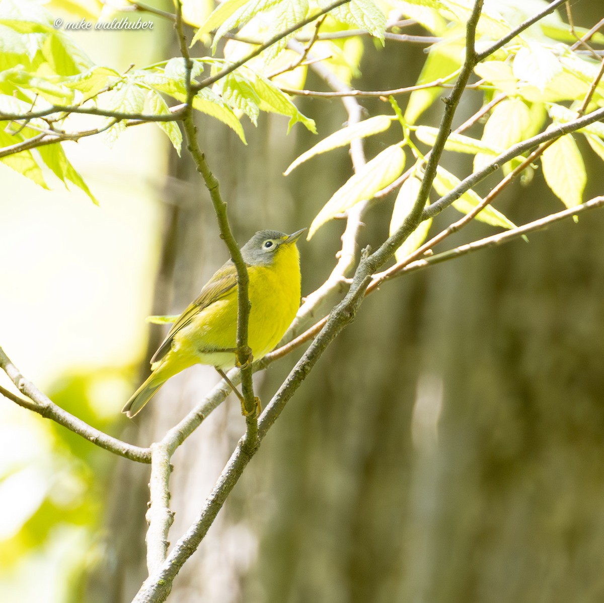 Nashville Warbler - ML620168423