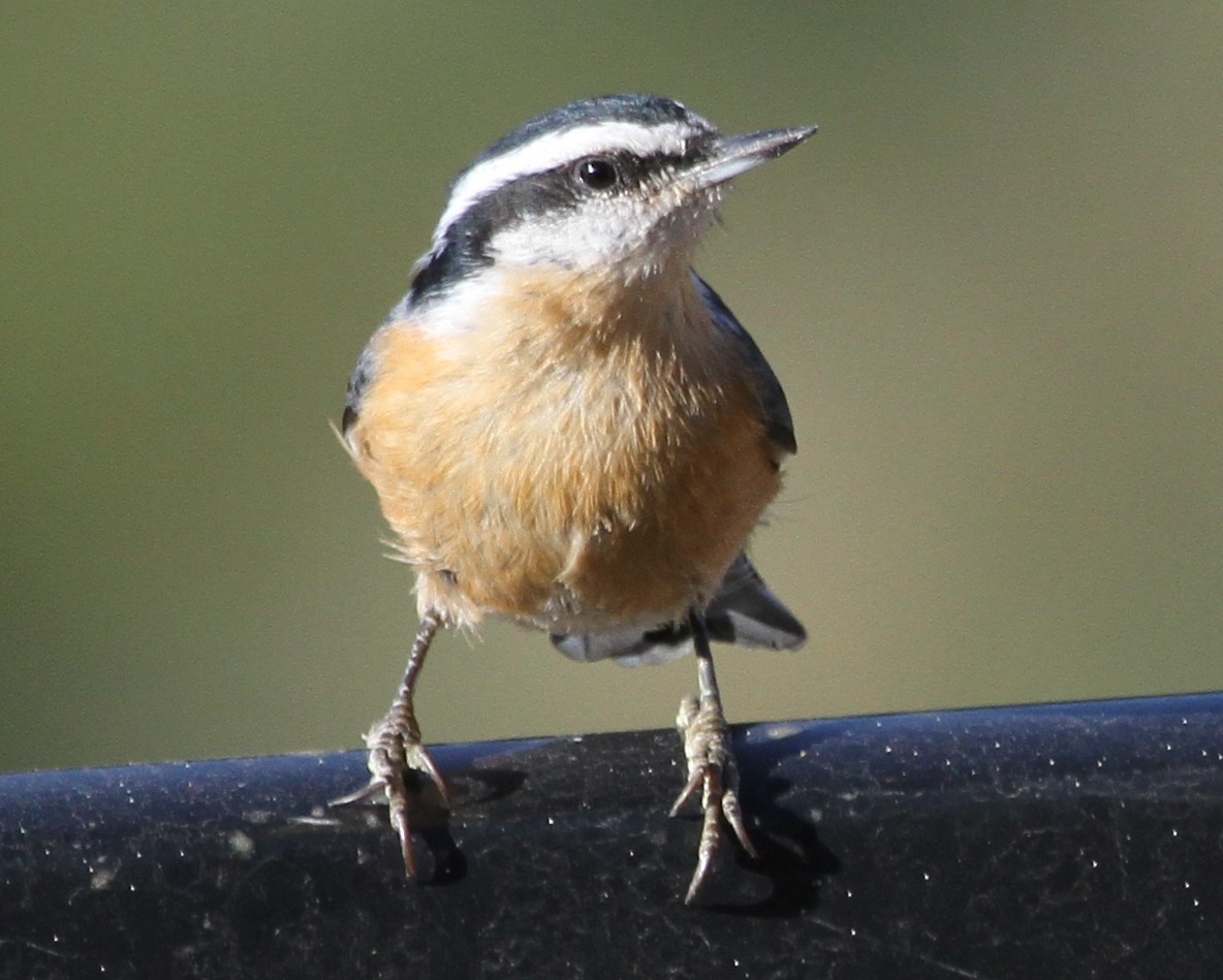 Red-breasted Nuthatch - ML620168437