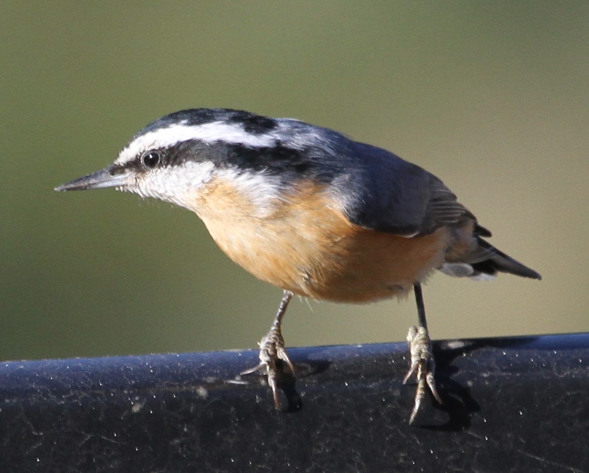 Red-breasted Nuthatch - ML620168438
