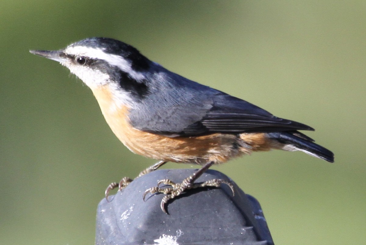 Red-breasted Nuthatch - ML620168439