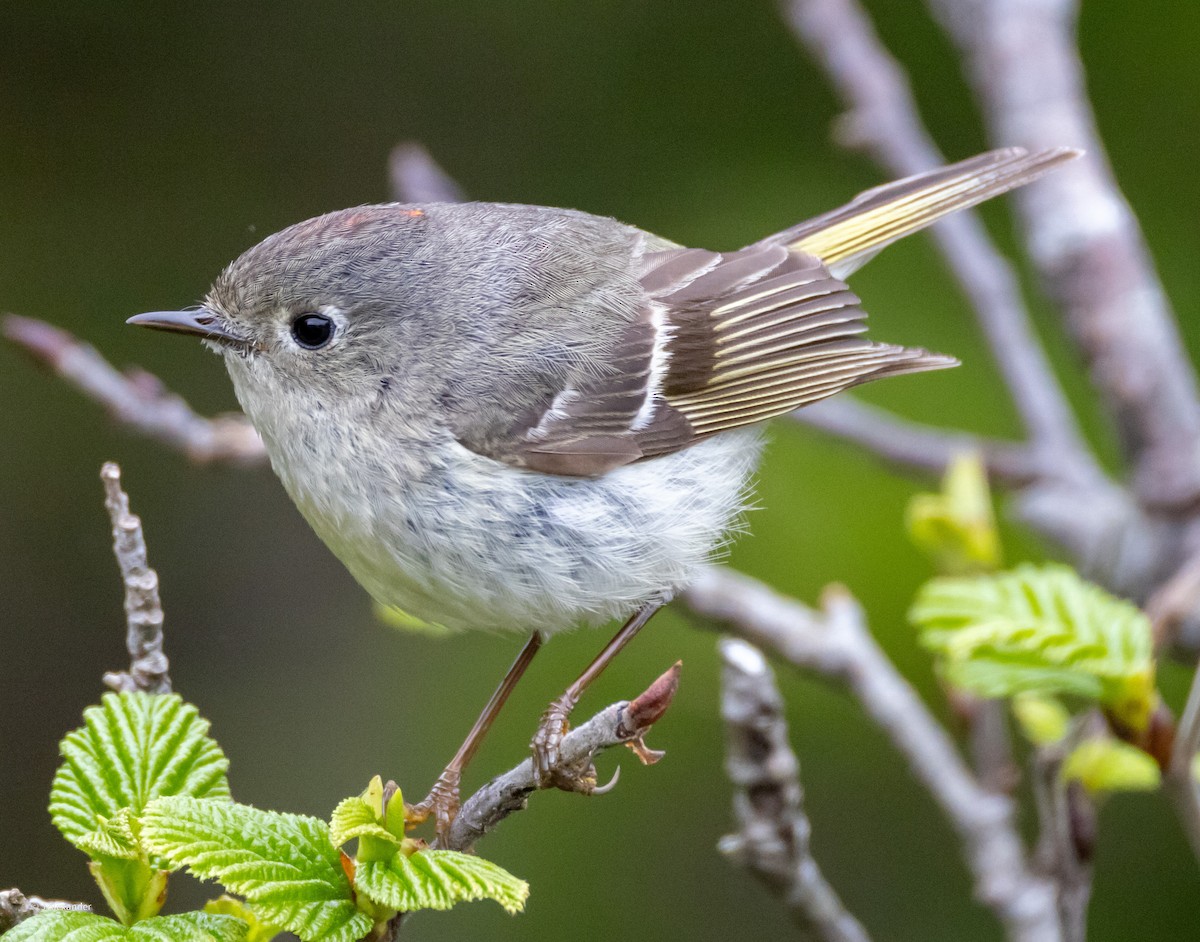 Ruby-crowned Kinglet - ML620168443