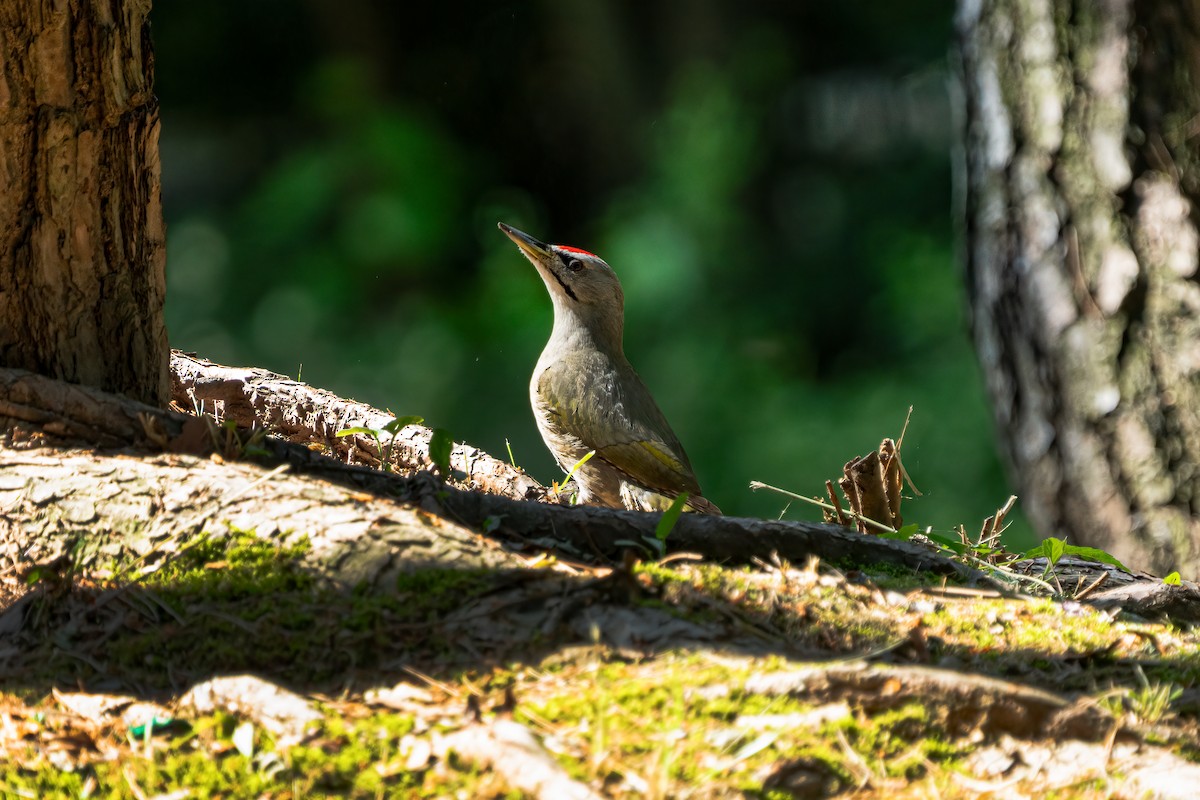 Gray-headed Woodpecker - ML620168458