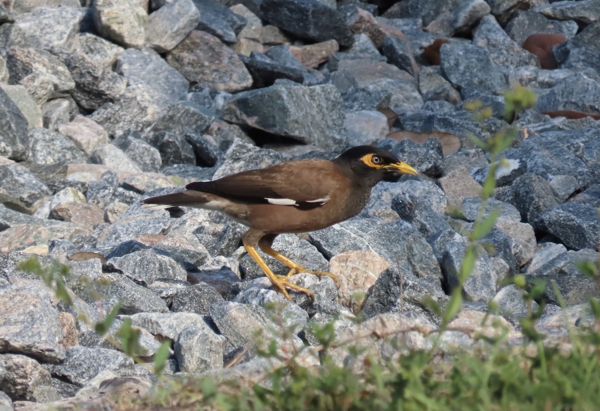 Common Myna - Anonymous