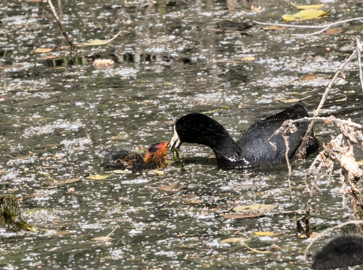 American Coot - ML620168462