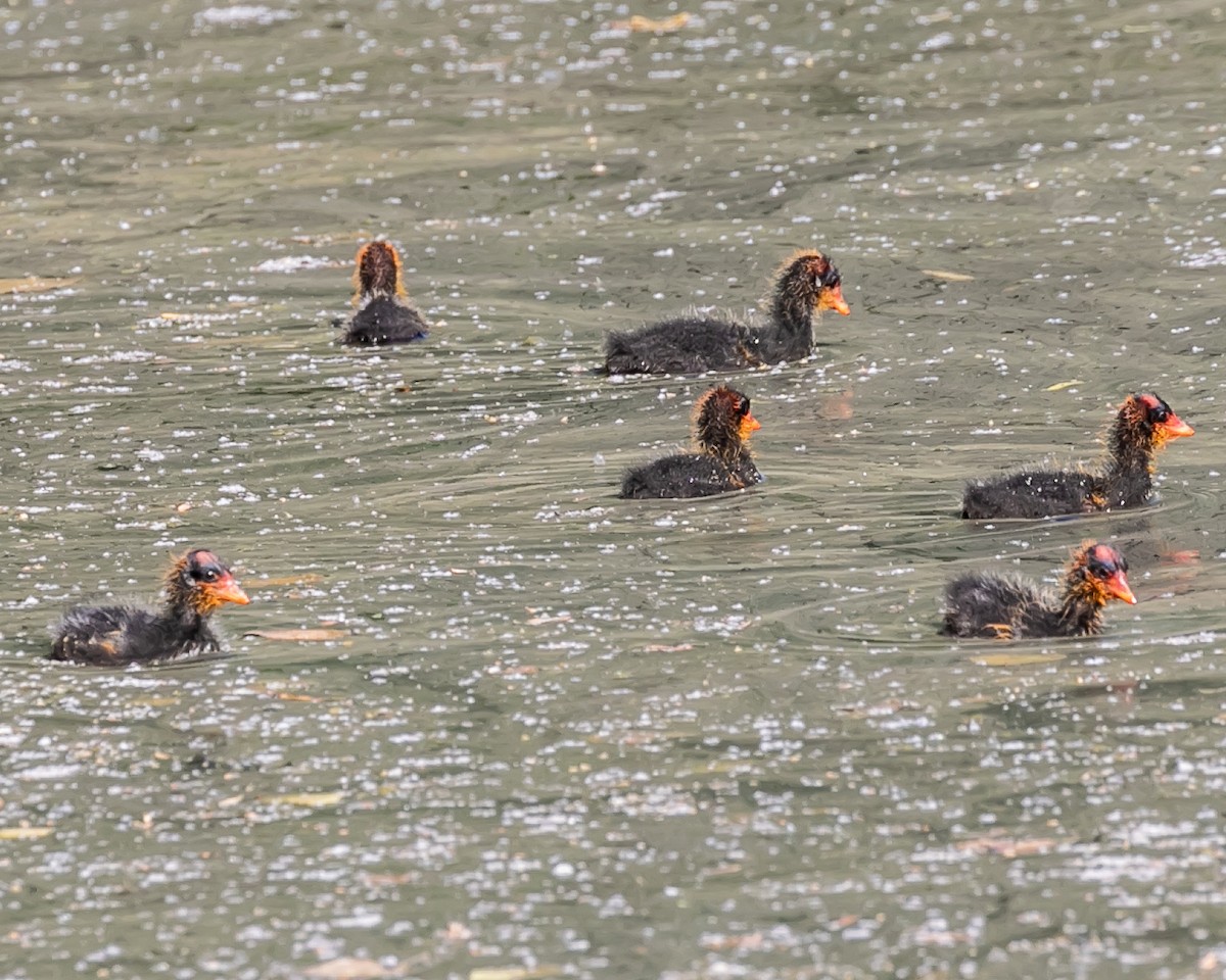 American Coot - ML620168463