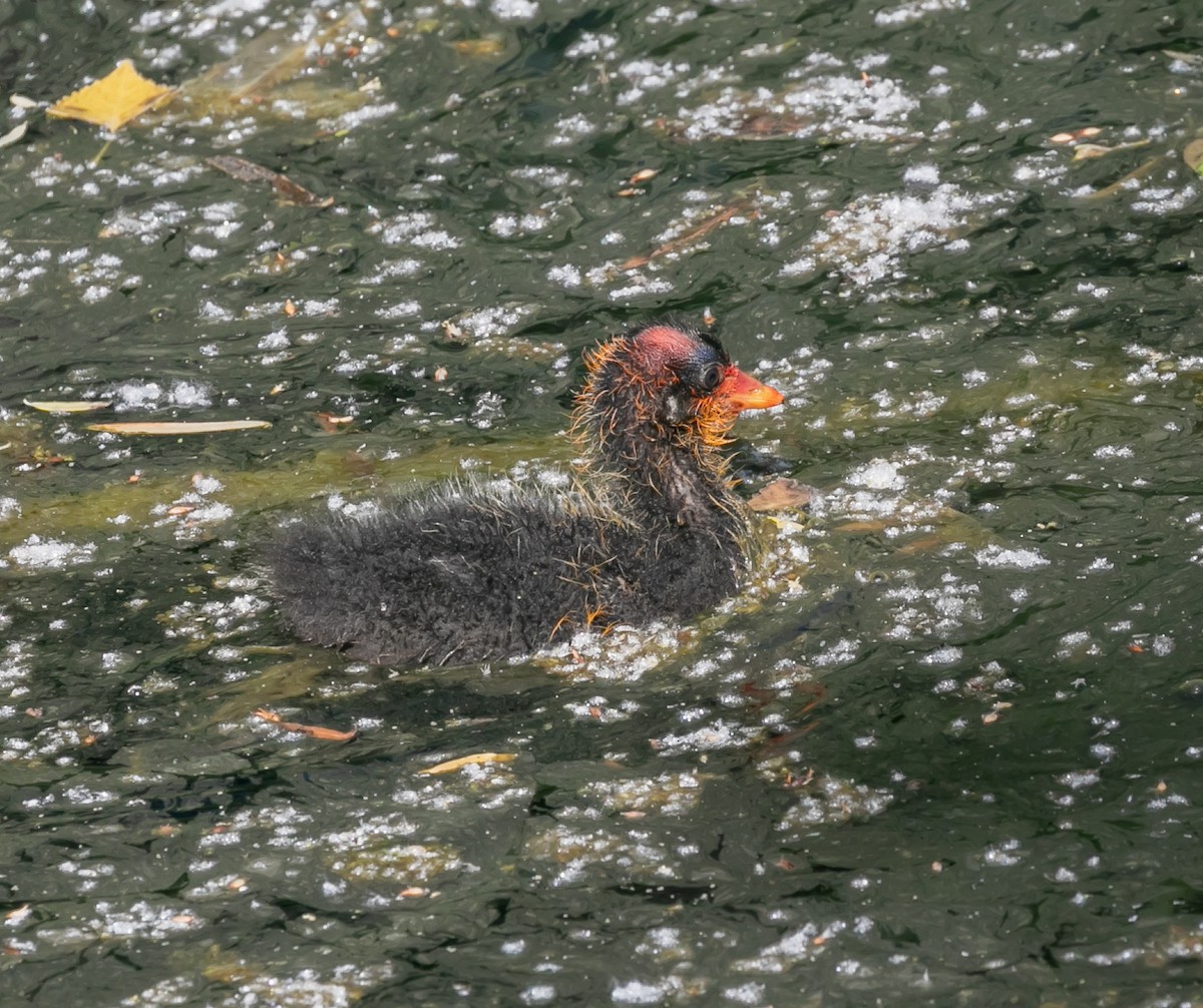 American Coot - ML620168464