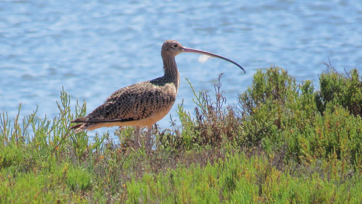 Long-billed Curlew - ML620168468