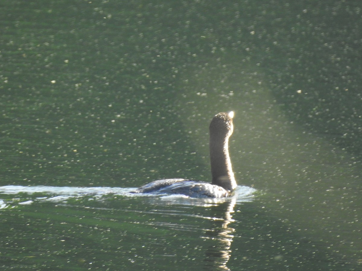 Double-crested Cormorant - ML620168472