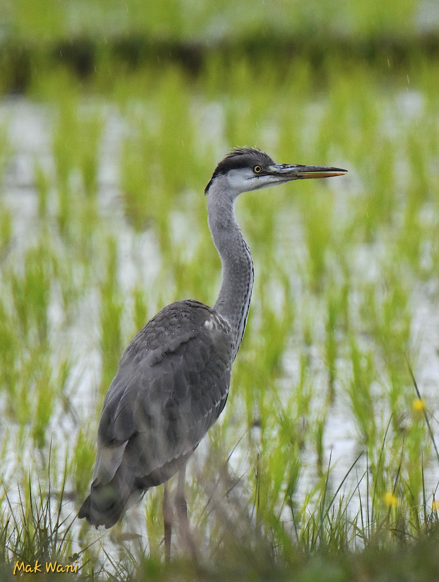 Gray Heron - ML620168475