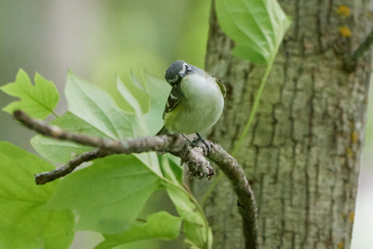 Blue-headed Vireo - ML620168476