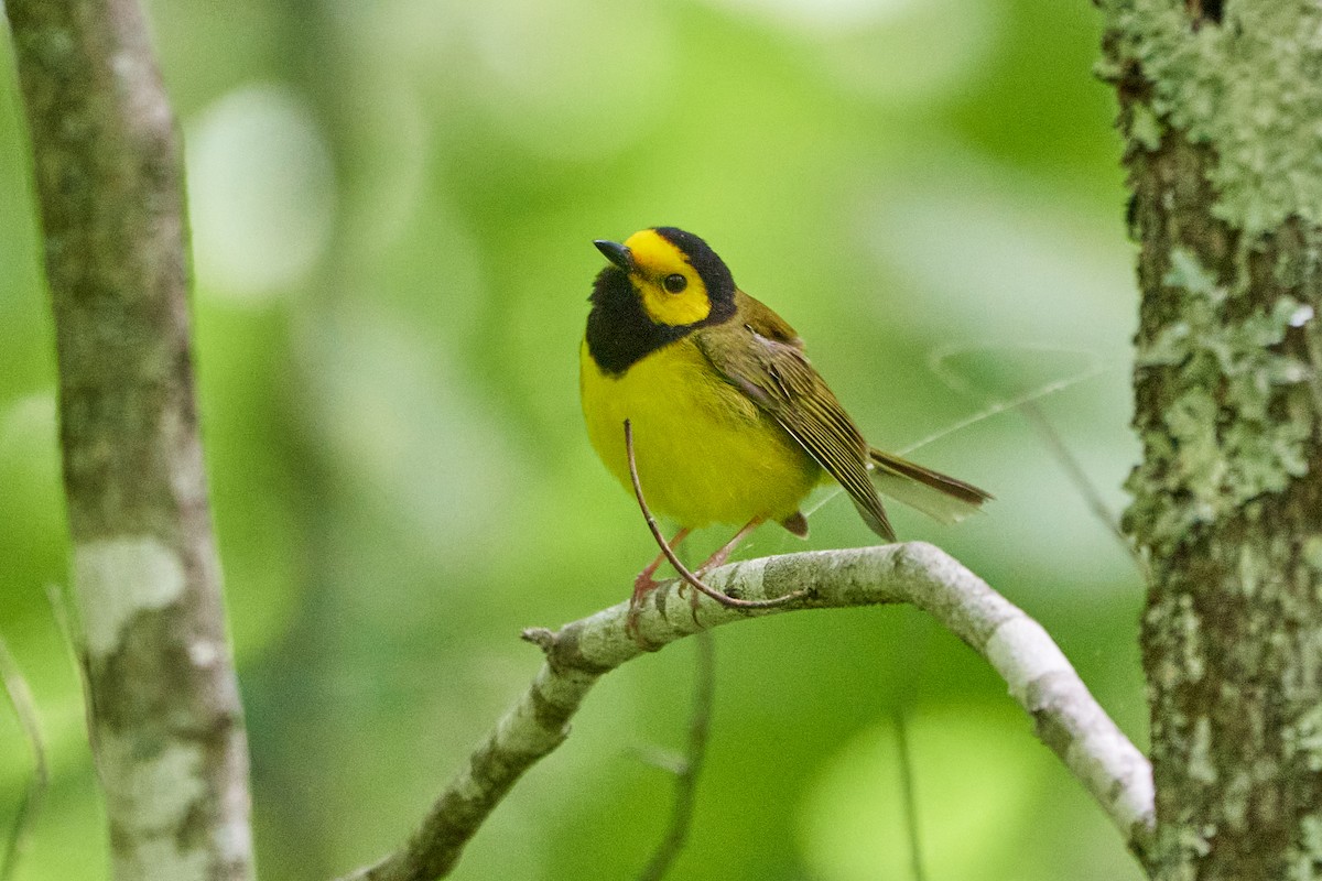 Hooded Warbler - ML620168481