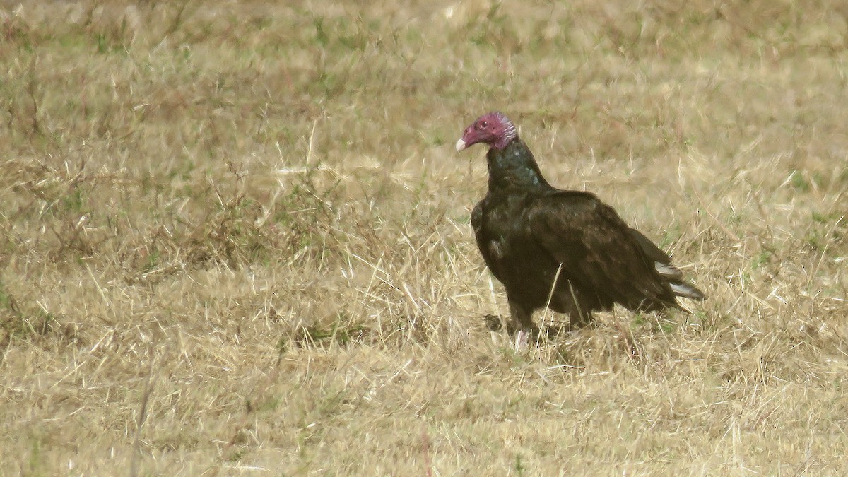 Turkey Vulture - ML620168484