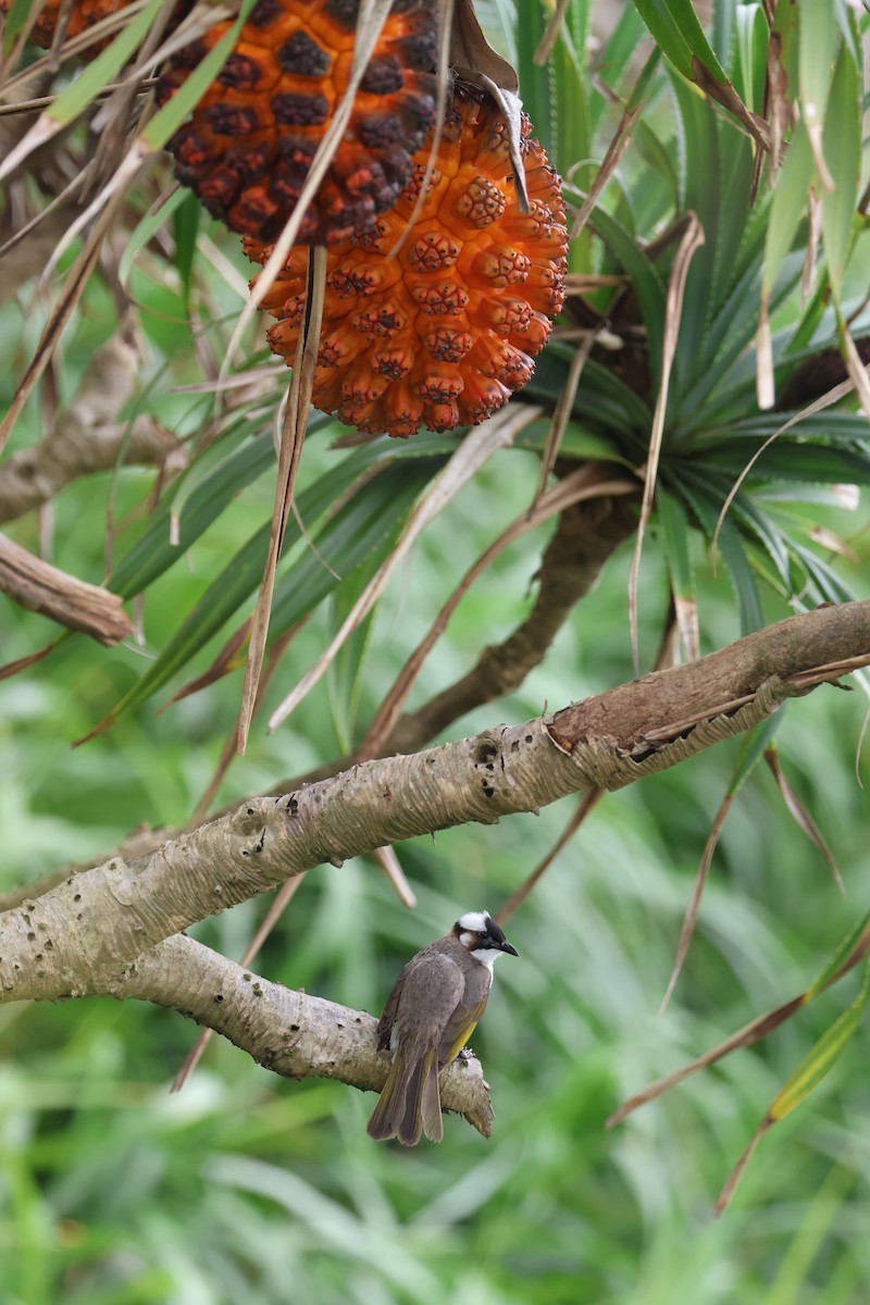 Light-vented Bulbul (formosae/orii) - ML620168486