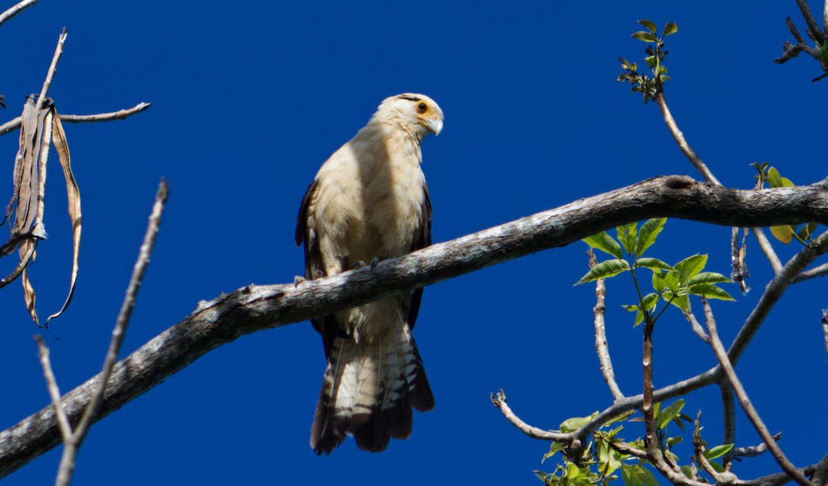 Caracara Chimachima - ML620168496