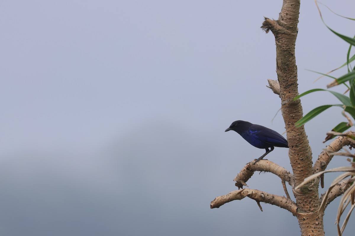 Тайваньская синяя птица - ML620168499
