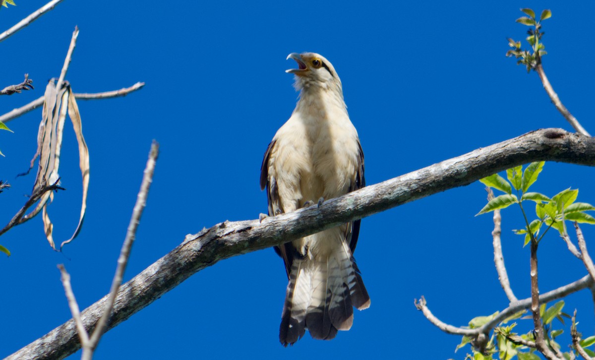 Yellow-headed Caracara - ML620168504