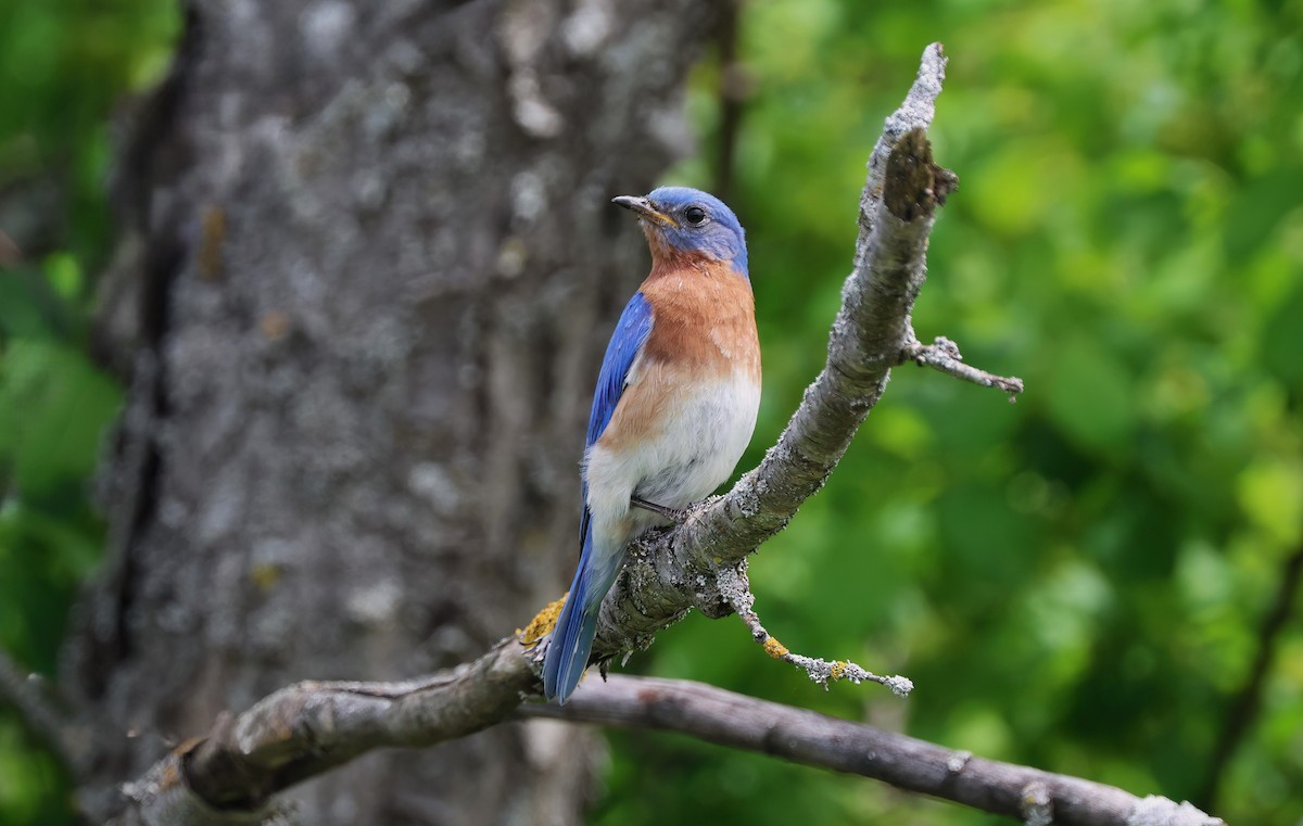 Eastern Bluebird - ML620168509