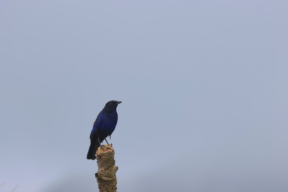 Тайваньская синяя птица - ML620168510