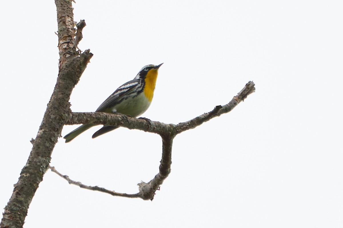 Yellow-throated Warbler - ML620168515