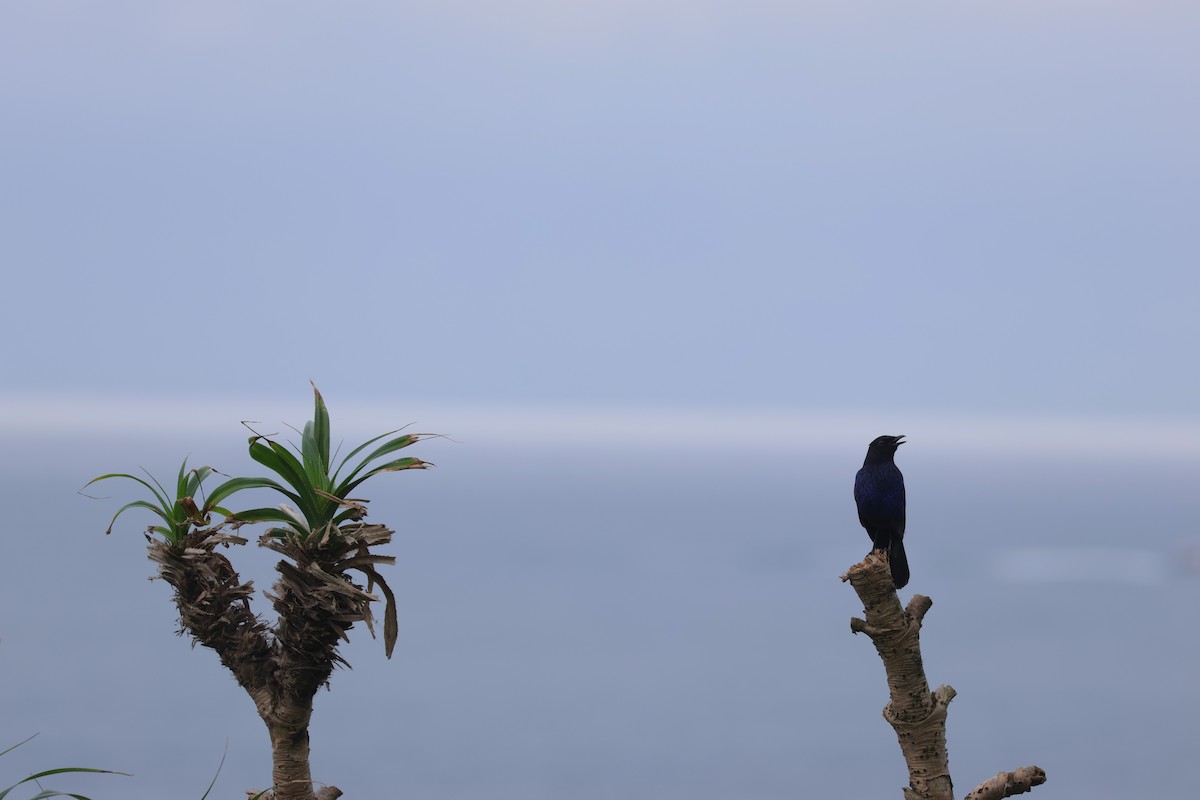 Taiwan Whistling-Thrush - ML620168516