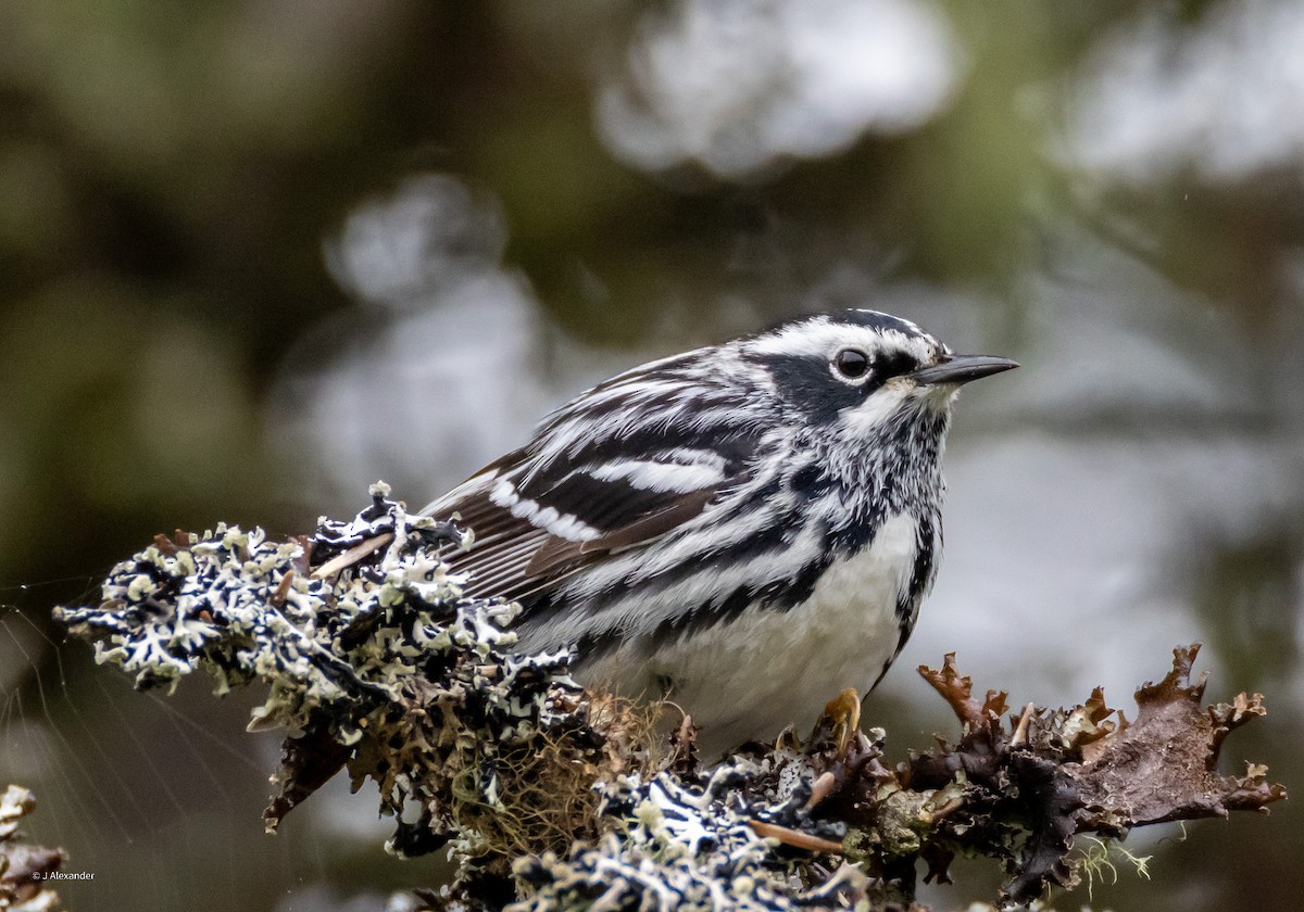 Black-and-white Warbler - ML620168519