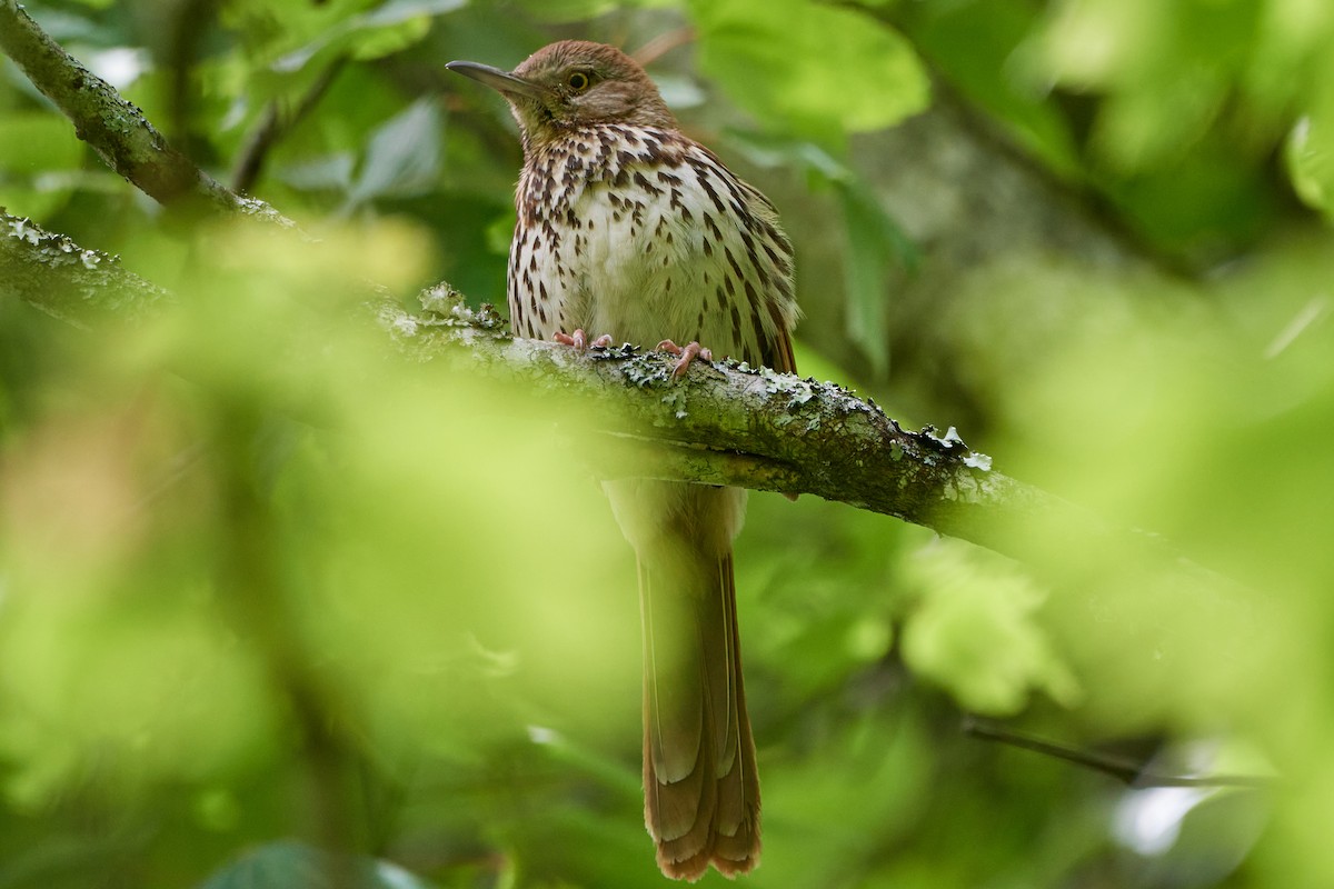 Brown Thrasher - ML620168523