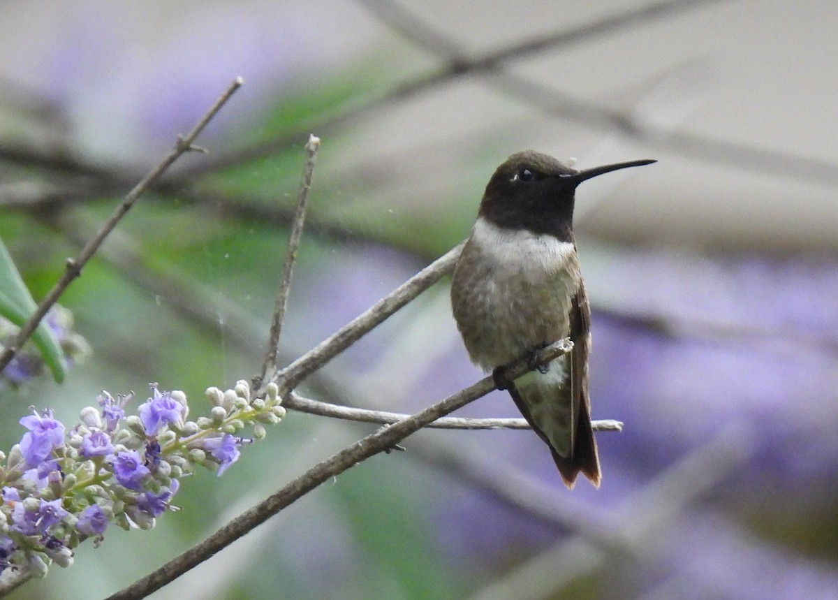 Colibrí Gorjinegro - ML620168527