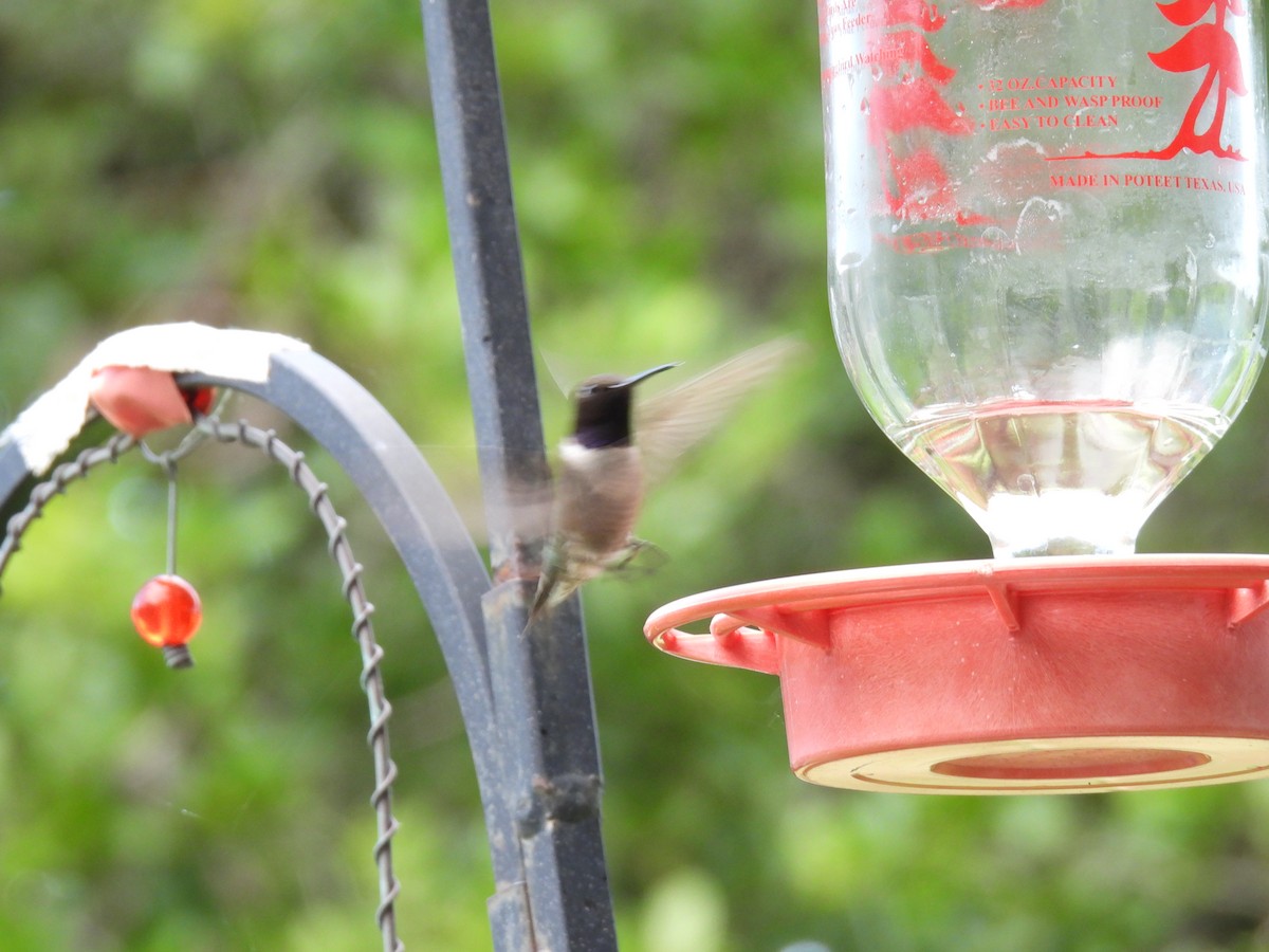 Colibrí Gorjinegro - ML620168528