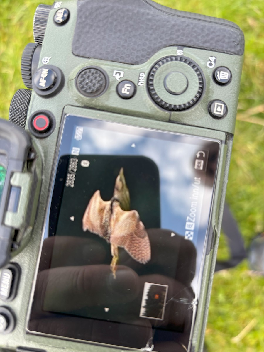 bukač velký - ML620168530