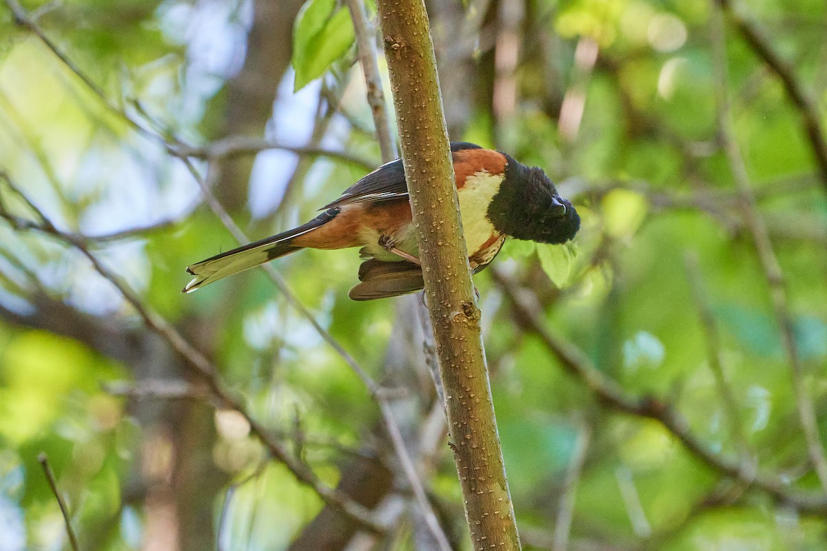 Eastern Towhee - ML620168531