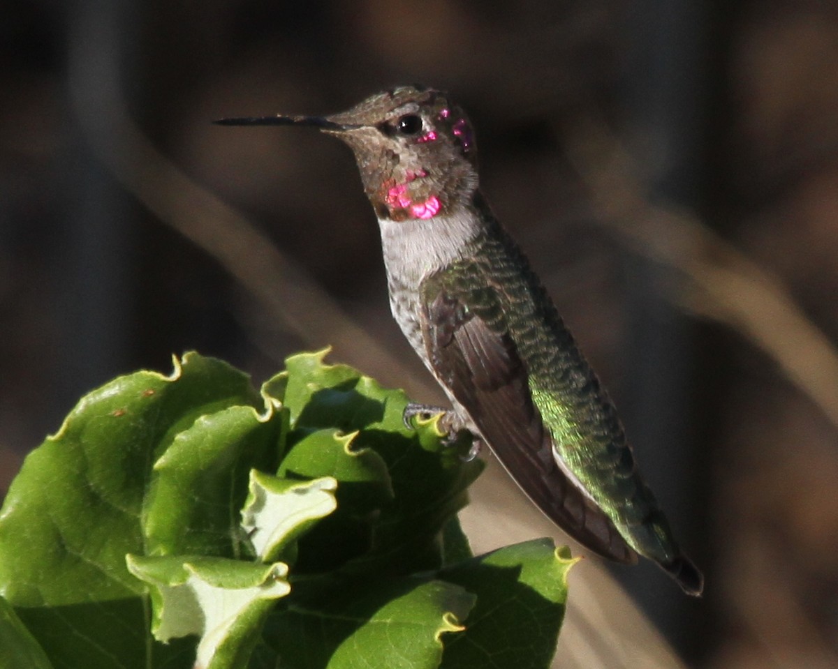 hummingbird sp. - ML620168539