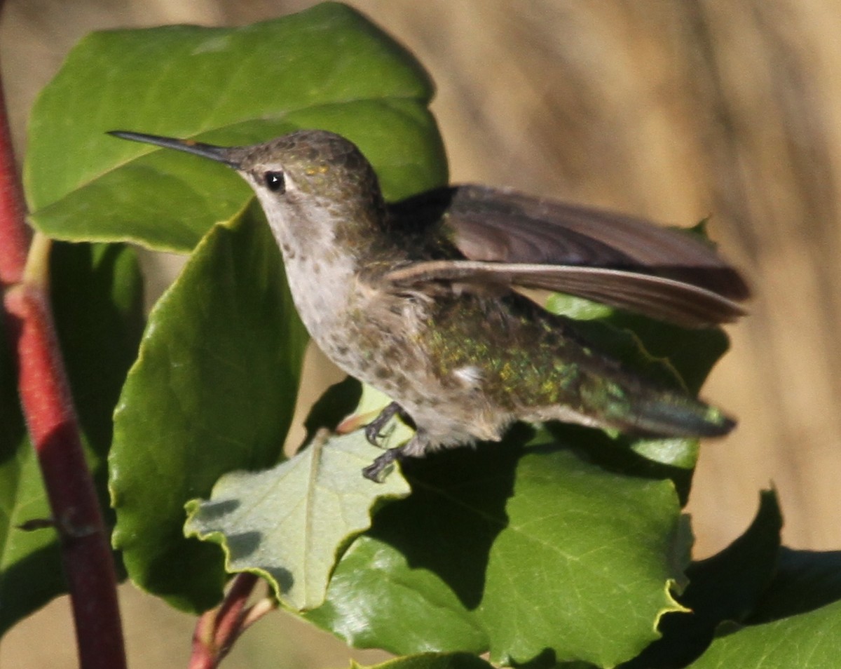 hummingbird sp. - ML620168540