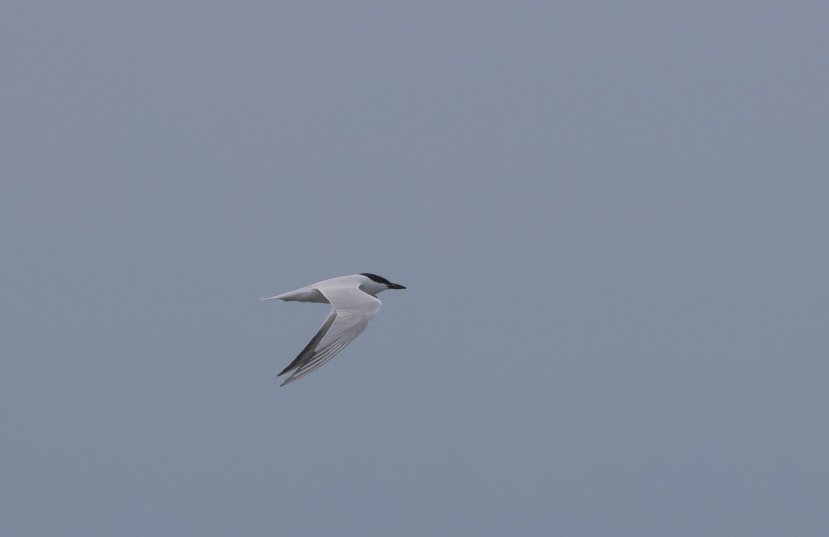 Gull-billed Tern - ML620168545