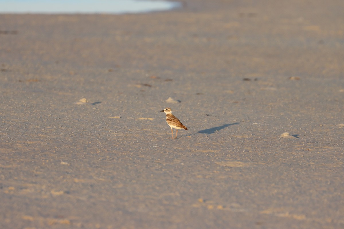 Wilson's Plover - ML620168552