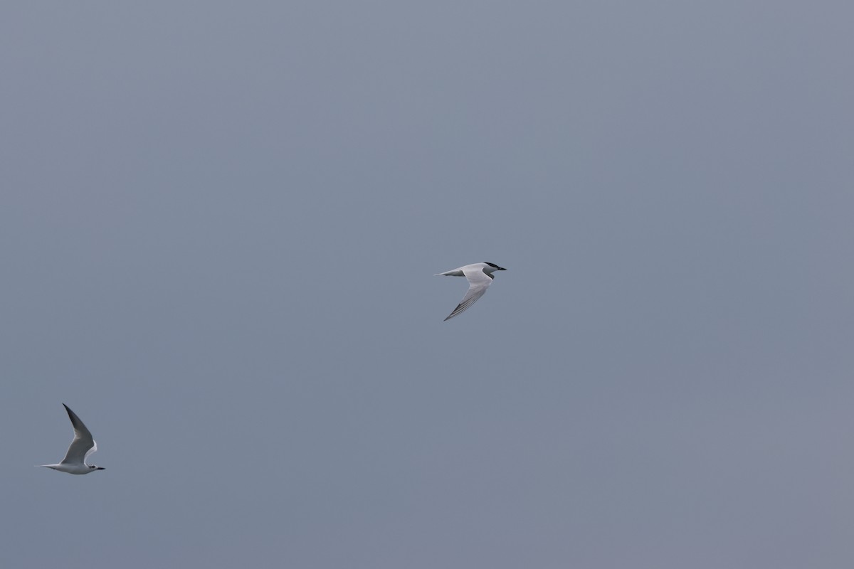 Gull-billed Tern - ML620168559