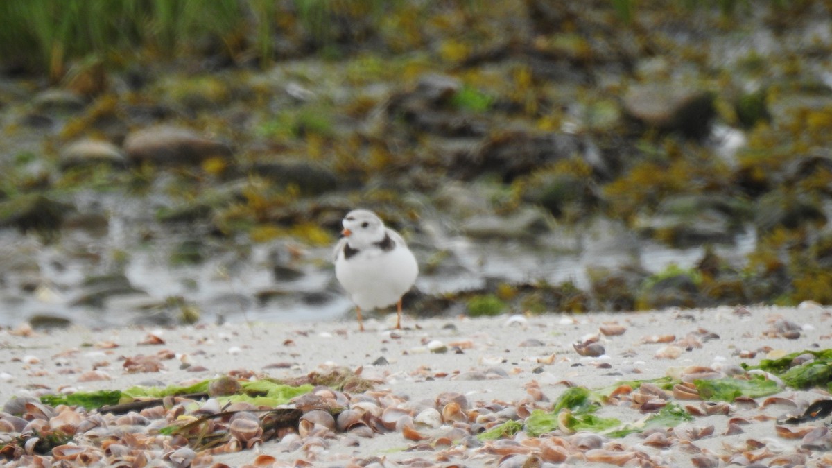 Piping Plover - ML620168570