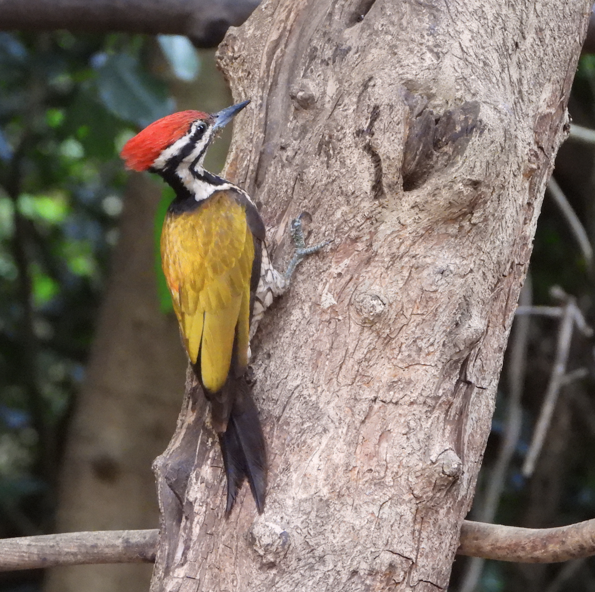 Common Flameback - ML620168574