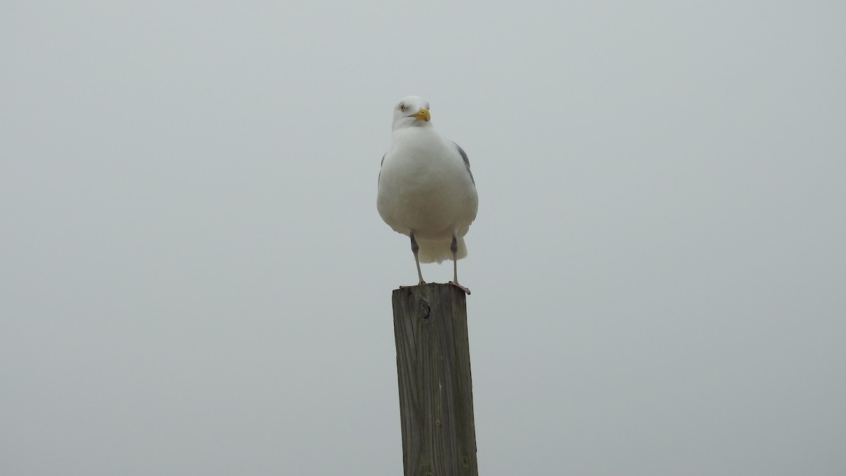 Herring Gull - ML620168576