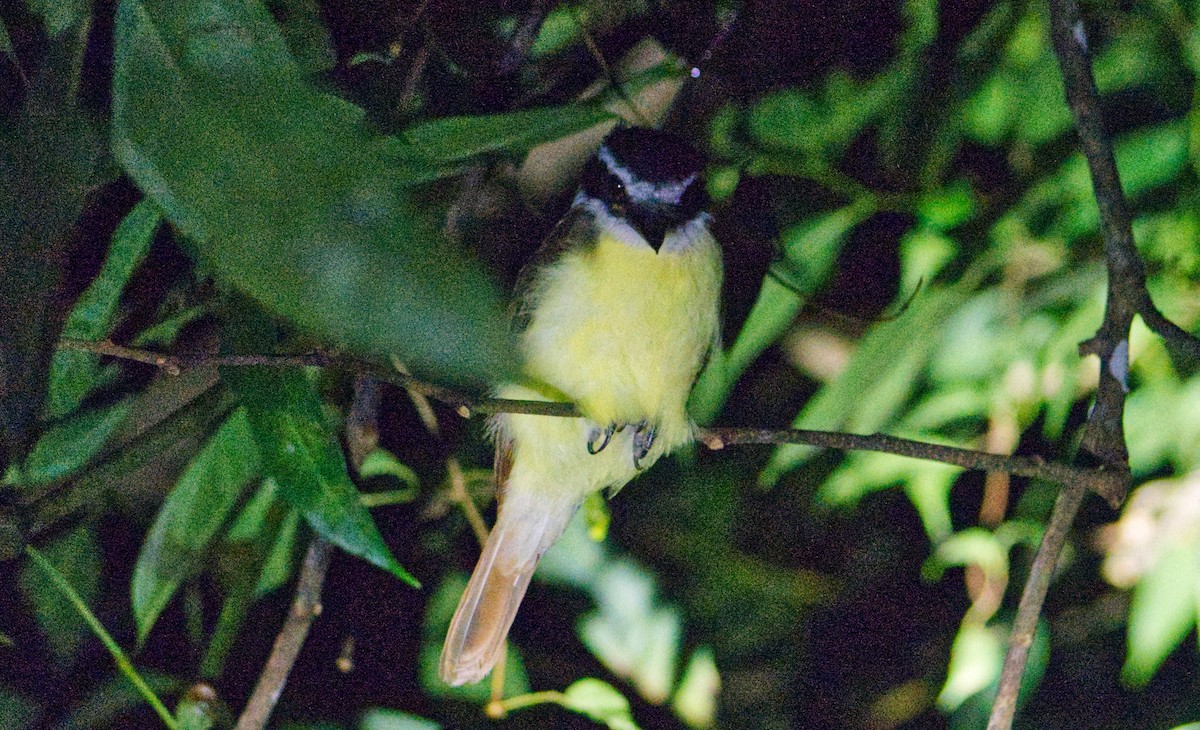 Great Kiskadee - ML620168587