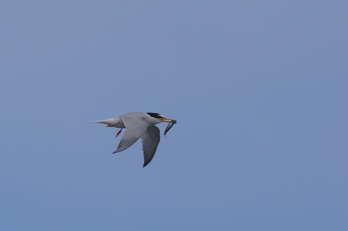 Little Tern - ML620168607