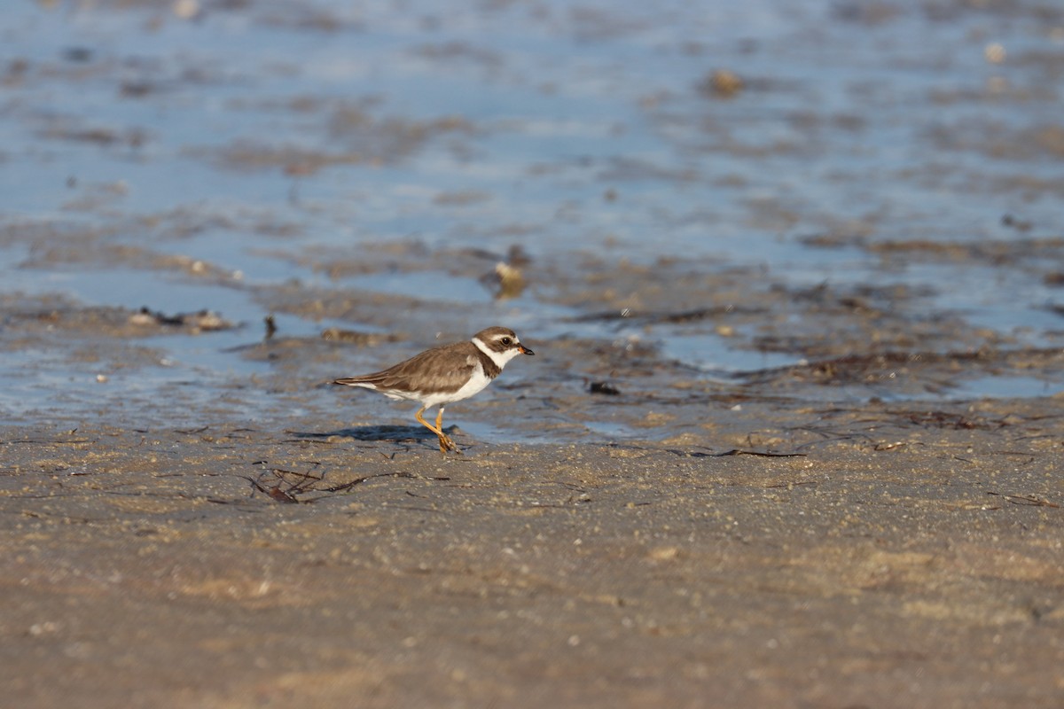 Semipalmated Plover - ML620168621