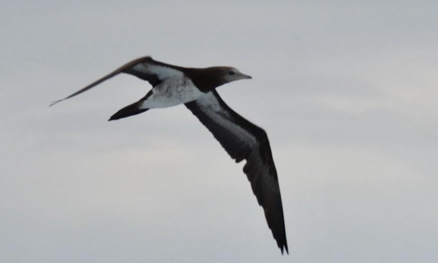 Brown Booby - ML620168624