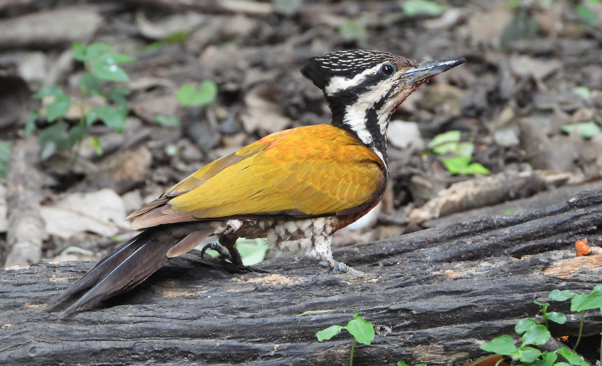 Common Flameback - ML620168625