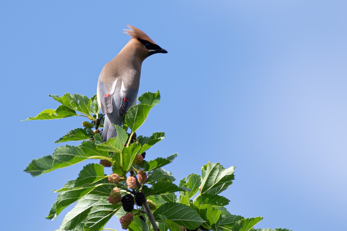 Cedar Waxwing - ML620168627