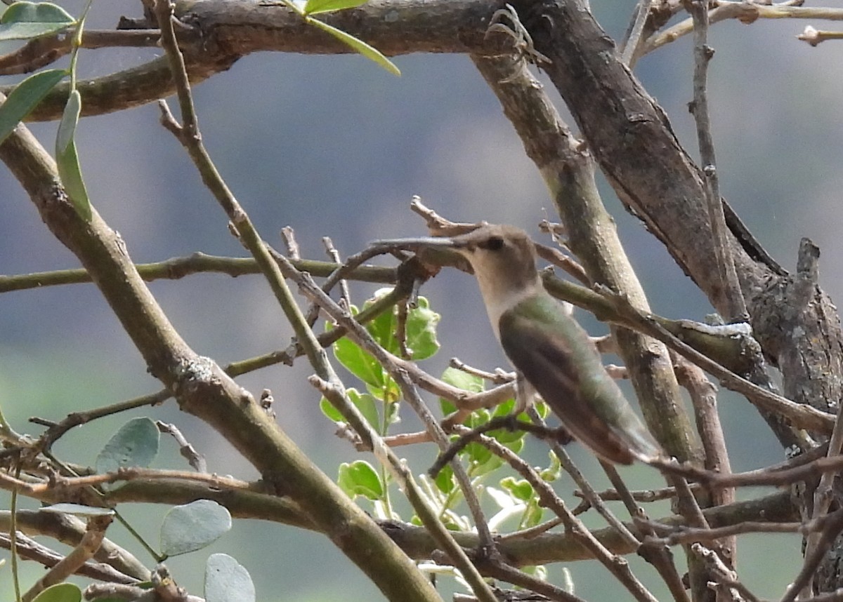 Black-chinned Hummingbird - ML620168633