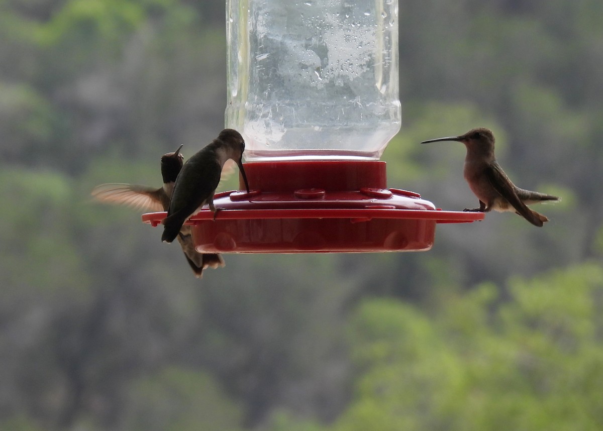 Black-chinned Hummingbird - ML620168635