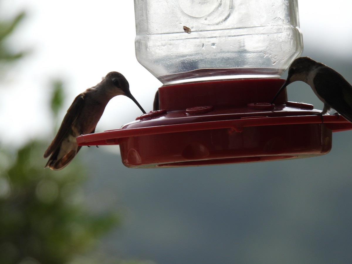 Black-chinned Hummingbird - ML620168636