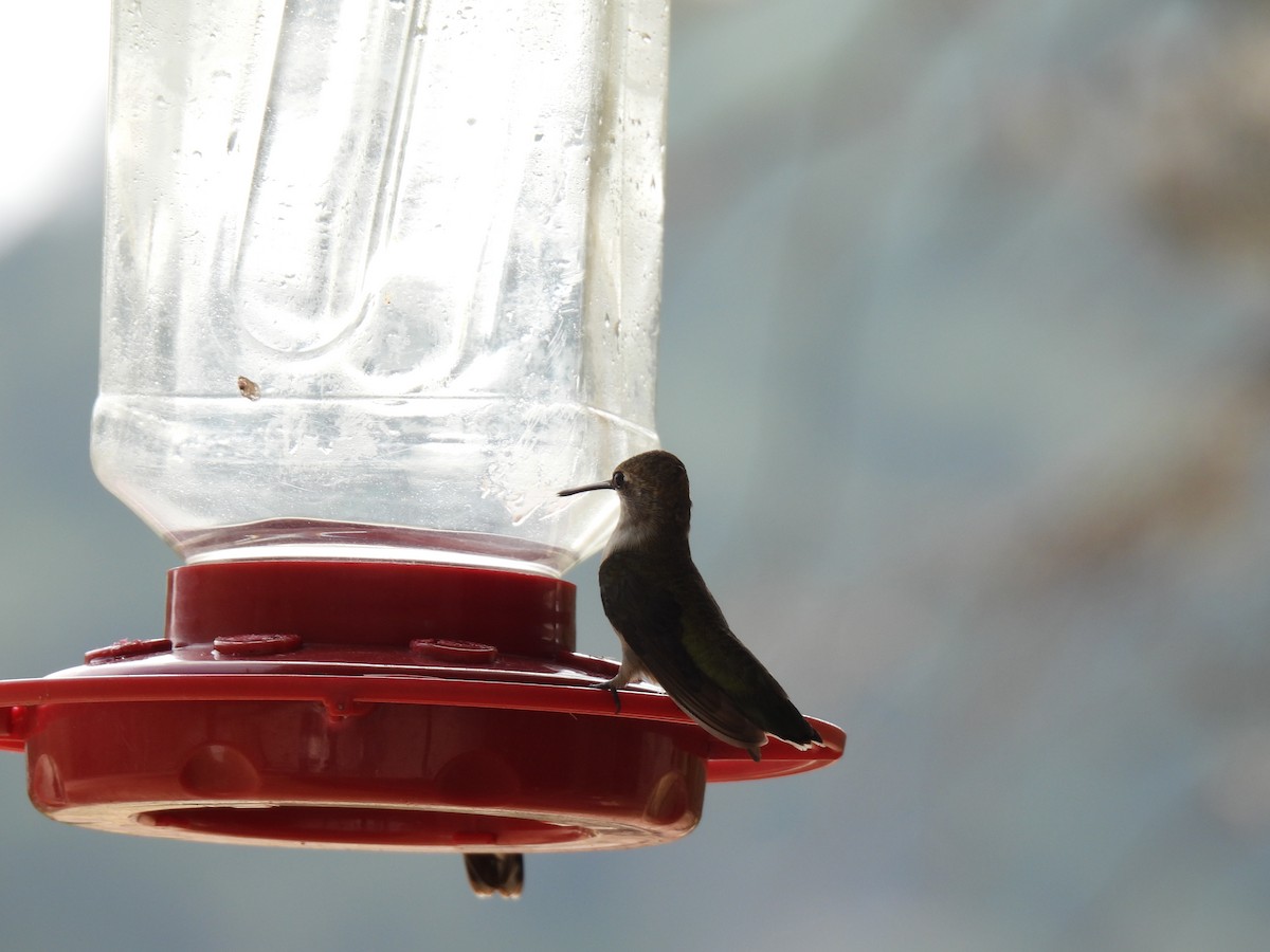 Black-chinned Hummingbird - ML620168637