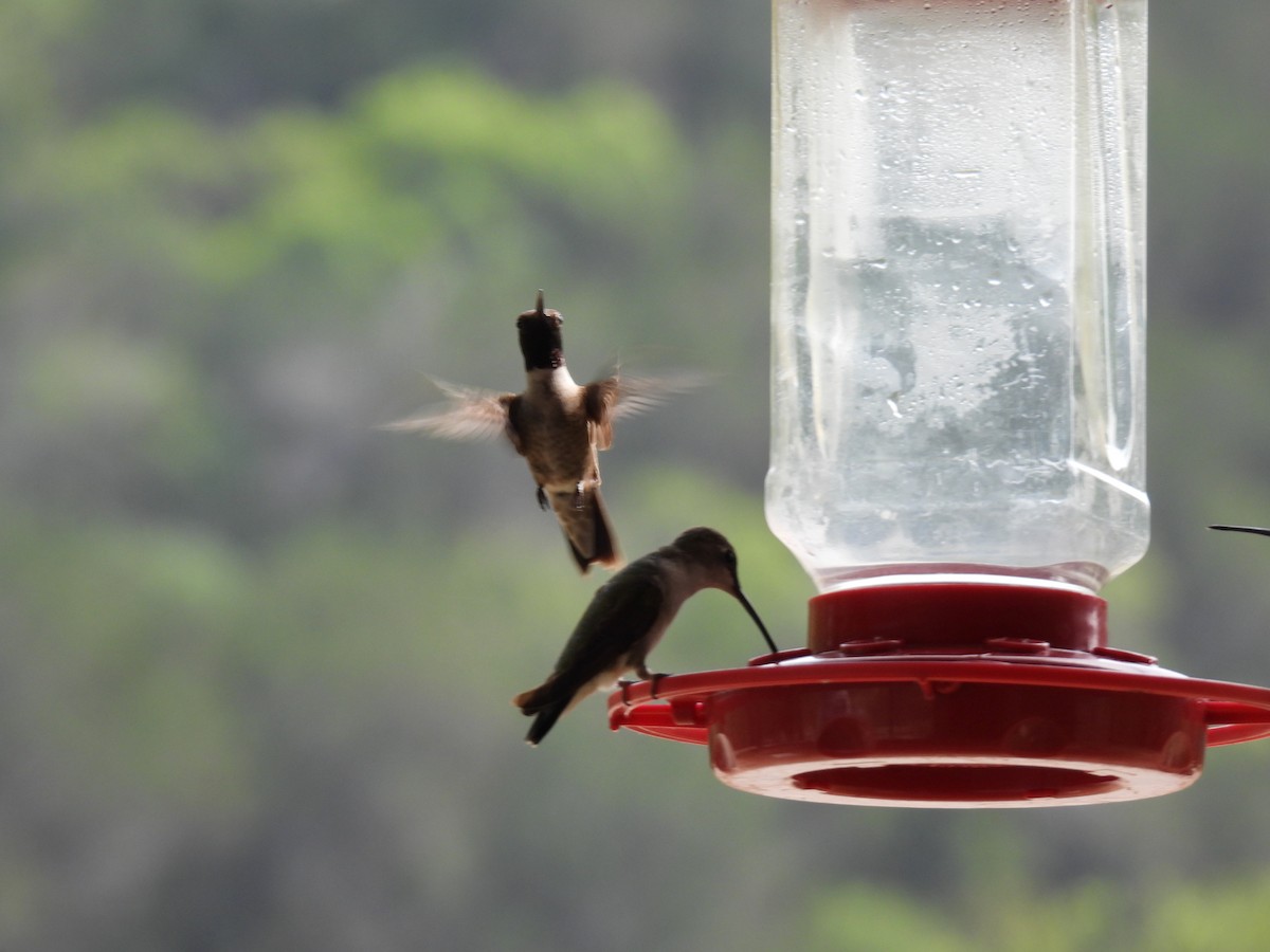 Black-chinned Hummingbird - ML620168638