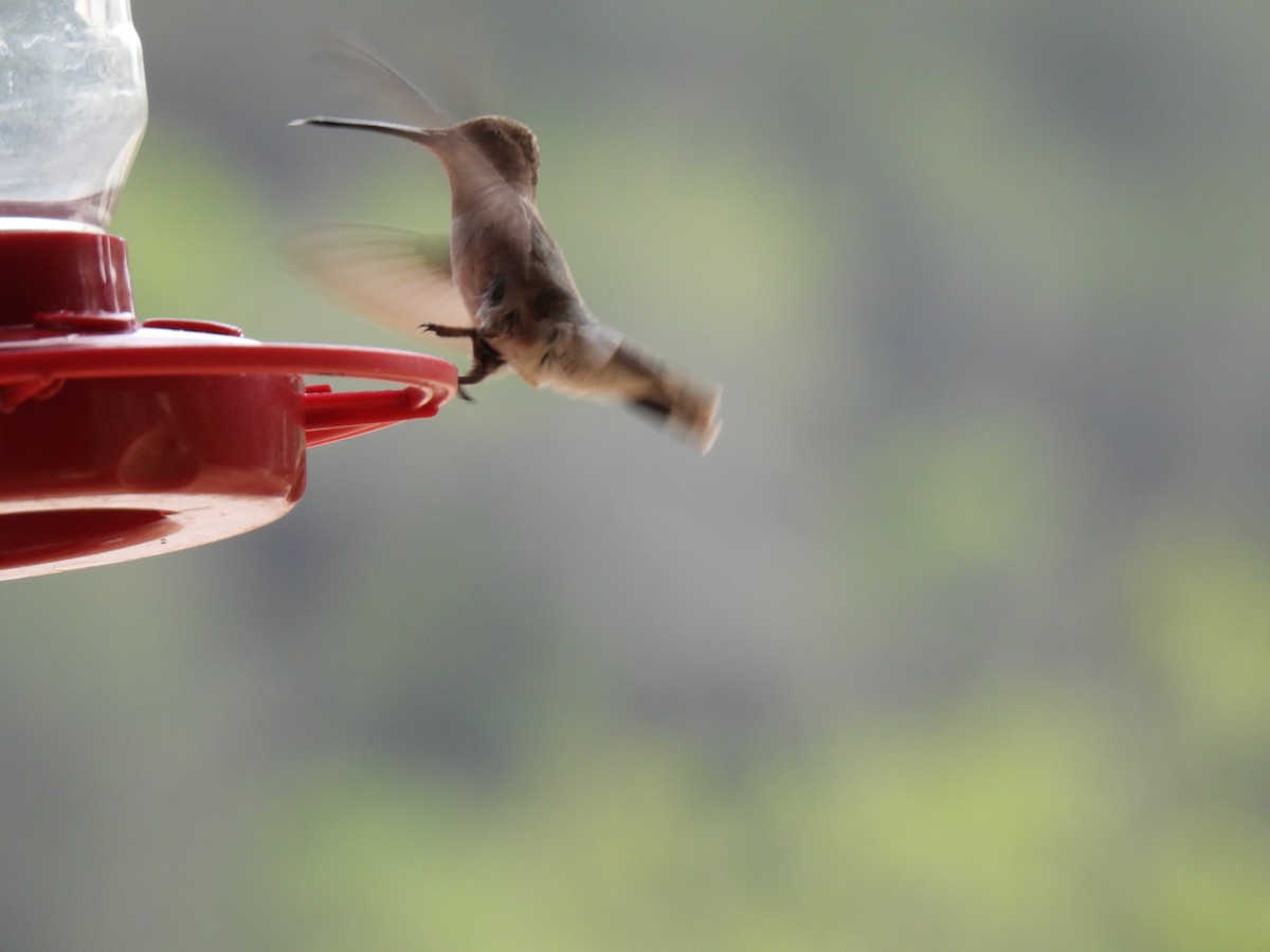 Black-chinned Hummingbird - ML620168639